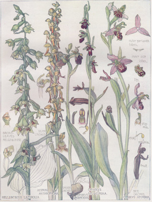 Broad-leaved Helleborine, Man Orchid, Fly Orchid, Bee Orchid
